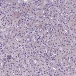 NEUROD4 Antibody in Immunohistochemistry (IHC)