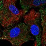 HTR1B Antibody in Immunocytochemistry (ICC/IF)