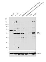 TBX1 Antibody