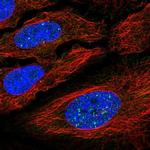 YY2 Antibody in Immunocytochemistry (ICC/IF)