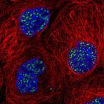 SON Antibody in Immunocytochemistry (ICC/IF)