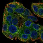 SLC38A3 Antibody in Immunocytochemistry (ICC/IF)