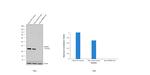 PACT Antibody