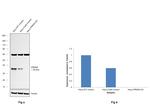 PACT Antibody in Western Blot (WB)