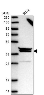 PAPOLG Antibody in Western Blot (WB)