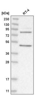 PAPOLG Antibody in Western Blot (WB)