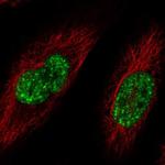 SFRS12 Antibody in Immunocytochemistry (ICC/IF)