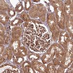 COPG Antibody in Immunohistochemistry (Paraffin) (IHC (P))