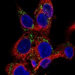 EDA Antibody in Immunocytochemistry (ICC/IF)