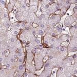 COL6A2 Antibody in Immunohistochemistry (IHC)