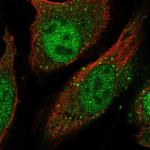 LGSN Antibody in Immunocytochemistry (ICC/IF)