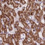 GLYAT Antibody in Immunohistochemistry (IHC)