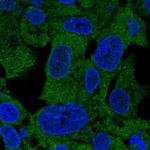 PSAT1 Antibody in Immunocytochemistry (ICC/IF)