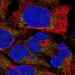 TRMU Antibody in Immunocytochemistry (ICC/IF)