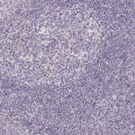 FAHD1 Antibody in Immunohistochemistry (IHC)