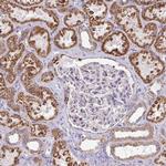 FAHD1 Antibody in Immunohistochemistry (IHC)