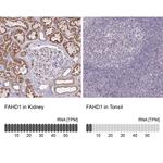 FAHD1 Antibody