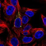 FUT6 Antibody in Immunocytochemistry (ICC/IF)