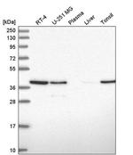 PCBP1 Antibody in Western Blot (WB)