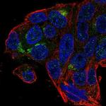 MBOAT4 Antibody in Immunocytochemistry (ICC/IF)