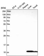 GLRX Antibody in Western Blot (WB)