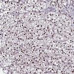 TOB1 Antibody in Immunohistochemistry (IHC)