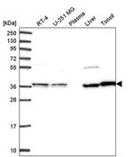 TALDO1 Antibody in Western Blot (WB)