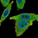 SLC35B1 Antibody in Immunocytochemistry (ICC/IF)