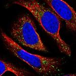 TAPT1 Antibody in Immunocytochemistry (ICC/IF)