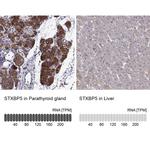 Tomosyn Antibody in Immunohistochemistry (IHC)