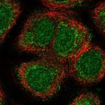 NPNT Antibody in Immunocytochemistry (ICC/IF)