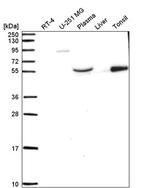 BRF1 Antibody in Western Blot (WB)