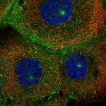 MICALL1 Antibody in Immunocytochemistry (ICC/IF)