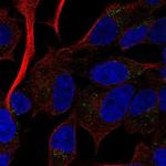 RAMP2 Antibody in Immunocytochemistry (ICC/IF)