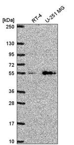 PMAT Antibody in Western Blot (WB)