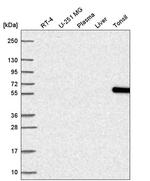 NOC4L Antibody in Western Blot (WB)