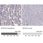 MYO1A Antibody