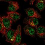 SLA2 Antibody in Immunocytochemistry (ICC/IF)