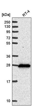 DHRS2 Antibody in Western Blot (WB)