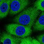 MTHFS Antibody in Immunocytochemistry (ICC/IF)