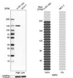 Neuropilin 2 Antibody