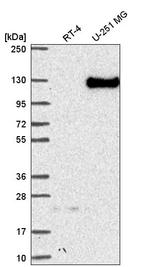 Neuropilin 2 Antibody in Western Blot (WB)