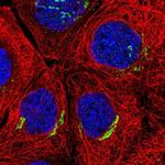 SLC30A6 Antibody in Immunocytochemistry (ICC/IF)