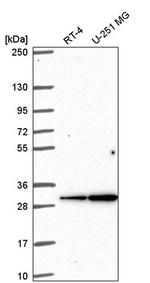 Connexin 30.3 Antibody in Western Blot (WB)