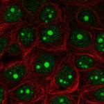 EXOSC5 Antibody in Immunocytochemistry (ICC/IF)