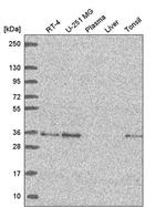 GOLPH3 Antibody in Western Blot (WB)