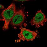 HMBOX1 Antibody in Immunocytochemistry (ICC/IF)