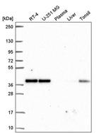 NUP37 Antibody in Western Blot (WB)