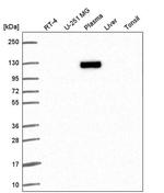 XPOT Antibody in Western Blot (WB)