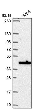 MAPKAPK3 Antibody in Western Blot (WB)